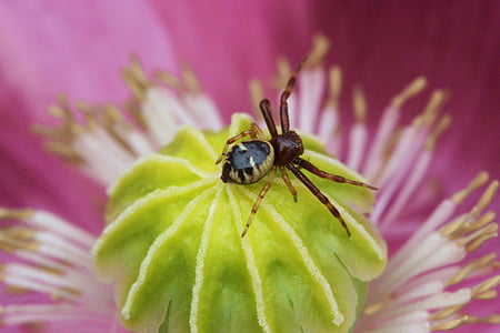Thomise kugelig, Insekt, Blumen