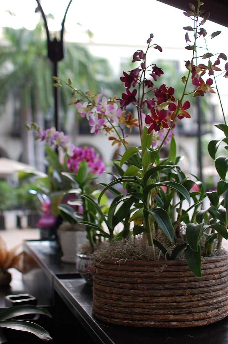 flowers, plant pot, nature, flower, cattleya orchid, vintage flowers, orchid flower