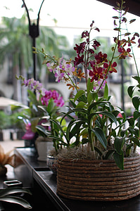 lilled, taime pott, loodus, lill, Cattleya orhidee, Vintage lilled, orhidee õitsema