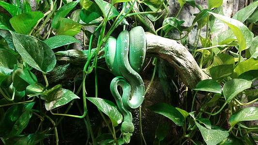 serpiente, serpiente verde, Tropicarium budapest, animal, peligrosos
