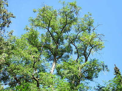 Robinia pseudoacacia, Robinia, falsk akacia, träd, Flora, Anläggningen, botanik