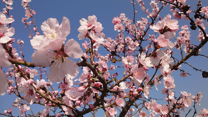 almond tree, pink, bloom, flowers