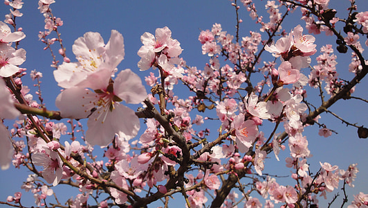 pohon almond, merah muda, mekar, bunga
