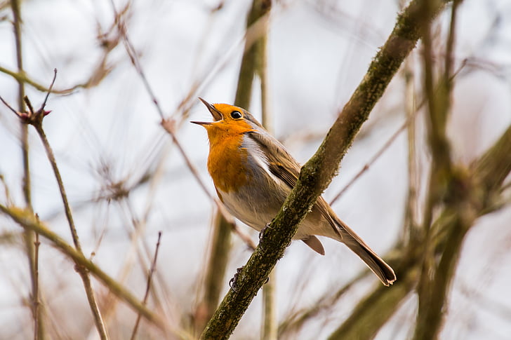 cantor, cantando, Twitter, Robin, rotbrüstchen, pássaro, pequeno pássaro