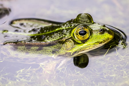 frog, water frog, amphibians, nature, animal