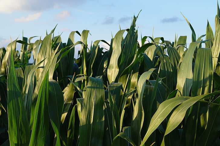 kukurūzas laukā, zaļa, kukurūza, lauks, lauksaimniecība, daba, atstāj