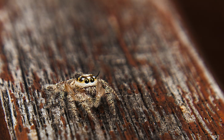 jumpingspider, 거미, 거미 류의 동물, 야외