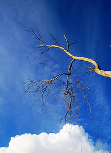 tree, dry, twigs, branches, cloud, white, bulky