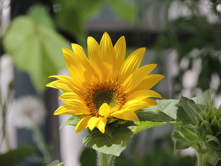 bunga, bunga matahari, alam, bunga, musim panas, matahari, di luar rumah
