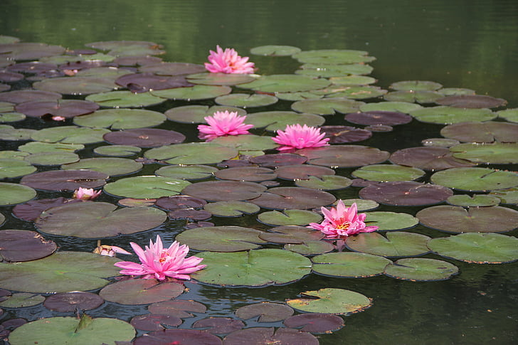 Lotus, roz, paducel