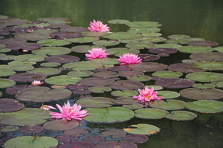 Lotus, růžová, hloh