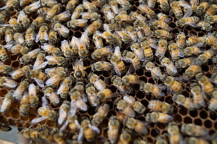 abelles, abella, close-up, insecte, rusc