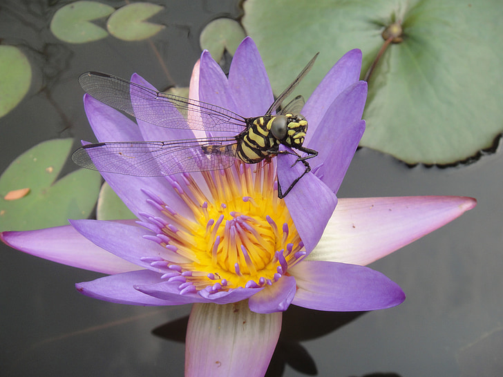 water lily, bug, dragonfly, purple, insects, close up, macro