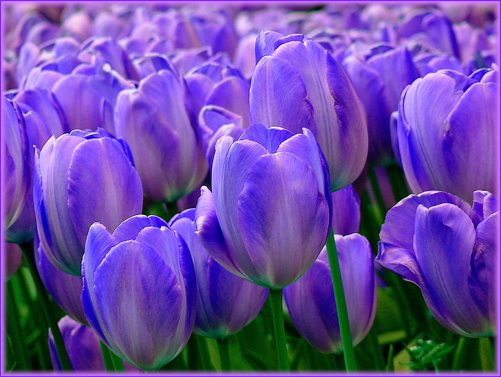 tulips, tulip fields, spring, flower, nature, tulip, flowers