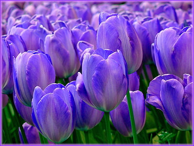 tulipes, camps de tulipa, primavera, flor, natura, Tulipa, flors