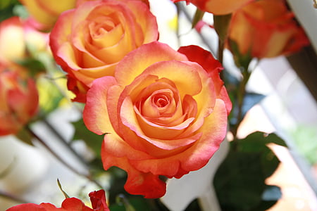 rose, flowers, pink rose, rose - Flower, nature, flower, red