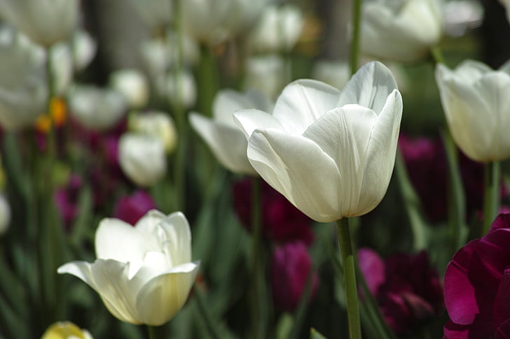 tulipes, flor, festival de tulipa, flors, macro, planta, natura