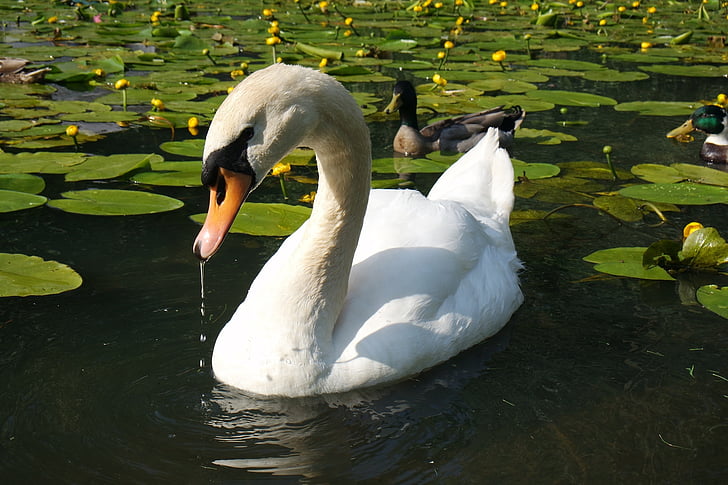 Swan, renang, air, burung, satwa liar, alam, putih