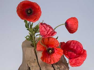 Poppy, klatschmohn, valmue blomster, rød