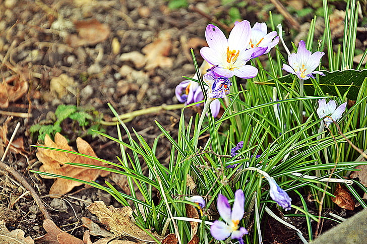 Frühling, Krokus, Natur, Blumen