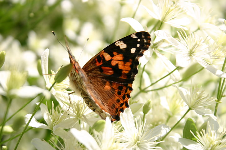 пеперуда, лято, едър план, макрос, природата, флорални, бяло