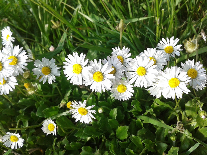 Blume, Natur, Grass, Daisy, Frühling, Garten, Blütenblatt