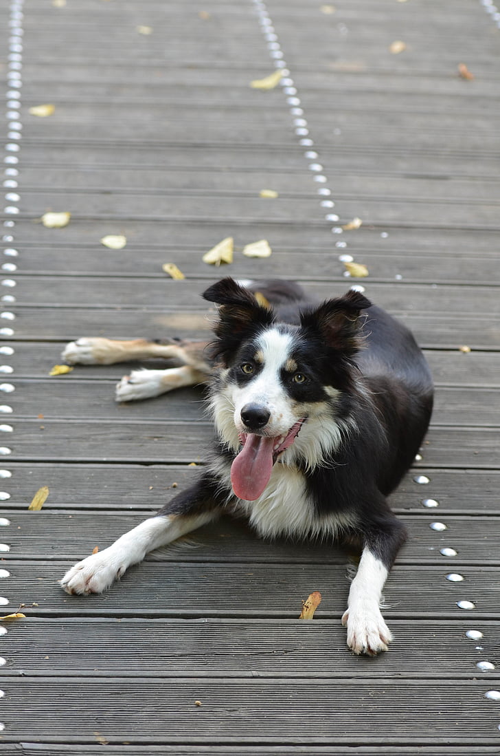 border collie, jembatan kayu, berbaring anjing, musim panas