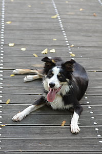 robnik škotski ovčarski pes, leseni most, leži pes, poletje
