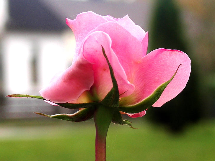 flower, blossom, bloom, nature, close