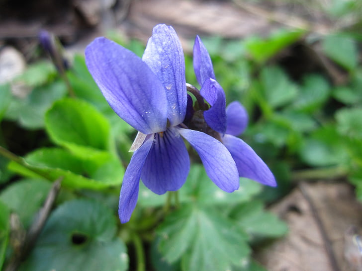 bloem, natuur, lente