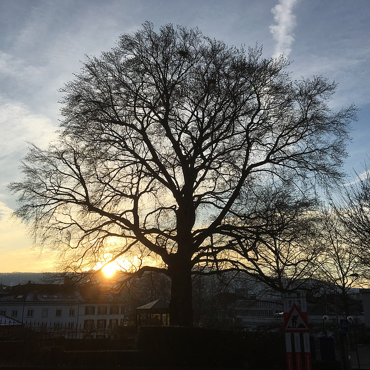 cây, Zurich, tâm trạng, hoàng hôn, cảnh quan, mùa đông