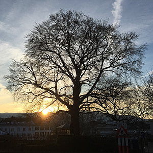 дерево, Цюрих, настрій, Захід сонця, краєвид, взимку