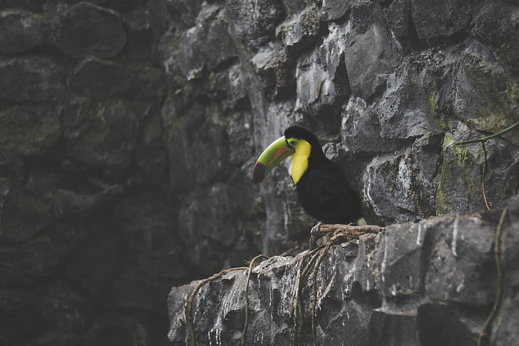 yellow, black, green, beaked, bird, Toucan, rock - object