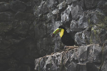 Κίτρινο, μαύρο, πράσινο, ράμφος, πουλί, Toucan, βράχο - αντικείμενο