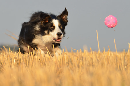 border collie, cão de corrida, campo, Verão, bola, três cores, viciado em bola