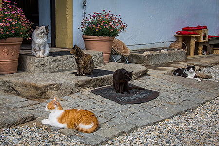 gato, mascota, gatito, gato doméstico, Mieze, Refugio de animales