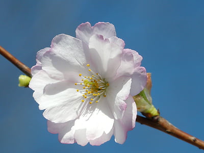 prydnadsväxter cherry, Blossom, Bloom, Stäng, stora, blommor, Rosa
