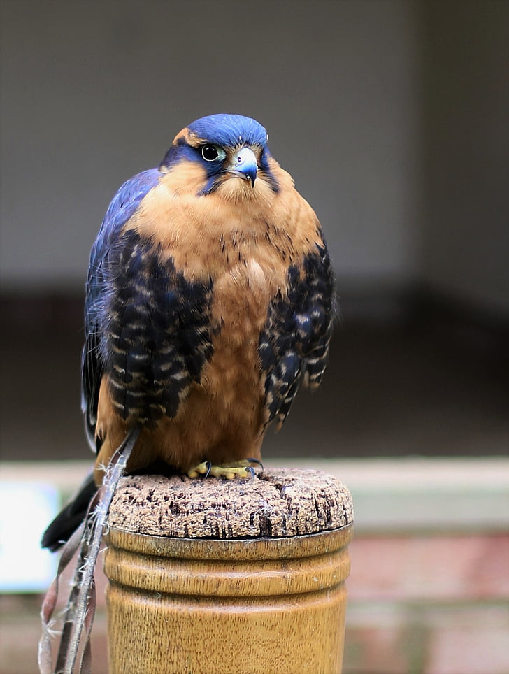 Falco femoralis, Falcon, uccello, aviaria, natura, preda, Raptor