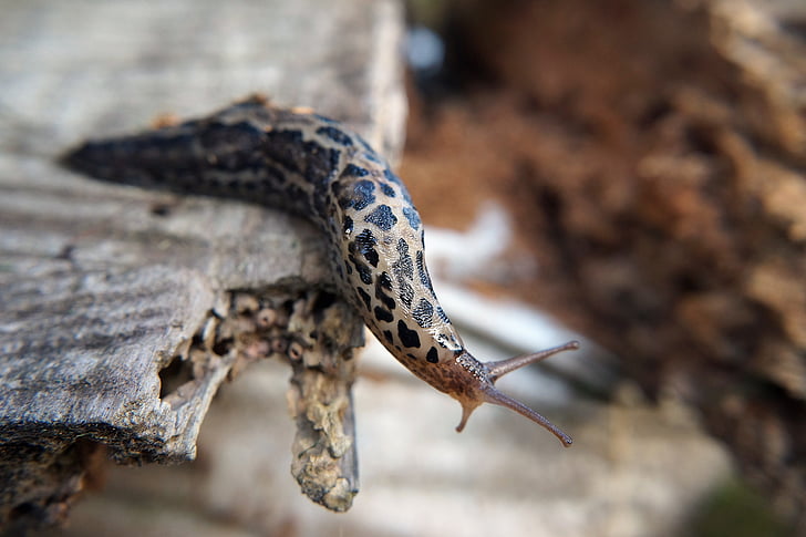 sneglen, Slug, natur, langsom, Leopard mønster