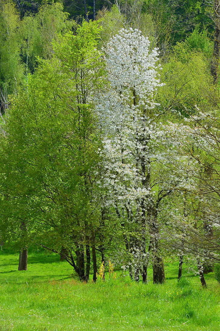 arbres, primavera, arbre majestuós, Senderisme, natura