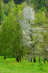 bomen, lente, majestueuze boom, wandelen, natuur