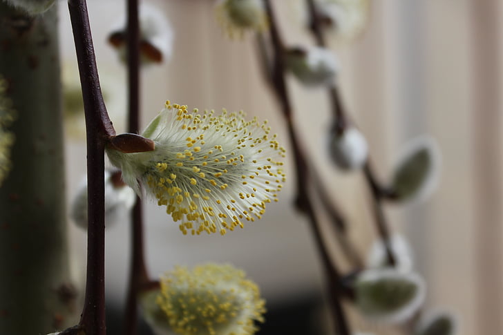 spring, plant, flowering