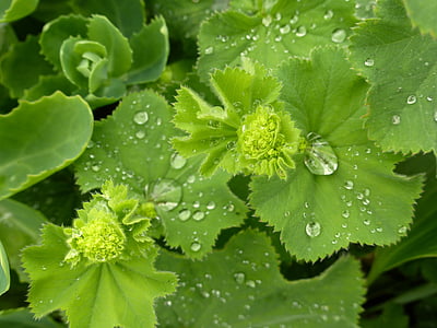 frauenmantel, leaves, nature, plant, morning dew