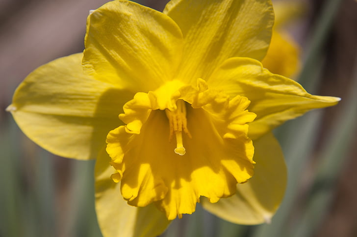 Narciso, pianta di Amaryllis, Giallo narciso, Pasqua, fiore, primavera, Lenz
