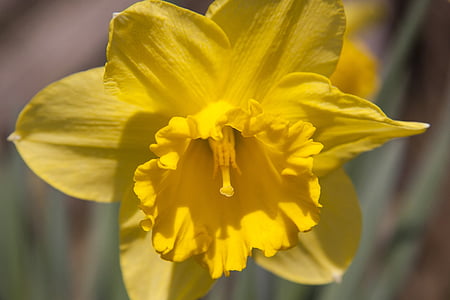 Narcissus, Amaryllis anlegget, påskelilje, påske, blomst, våren, Lenz