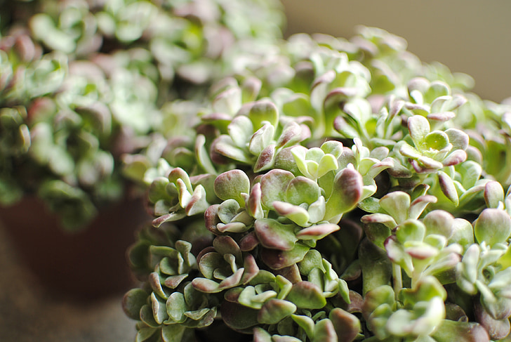 plants, succulent, botanical