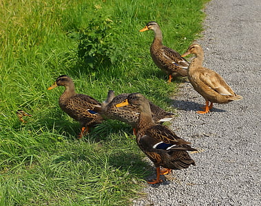 ducks, young, curious, water bird, animal world, plumage, nice