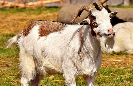 goat, tongue, funny, billy goat, horns, goatee, pasture