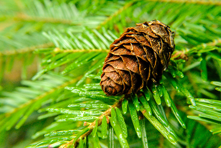 Free photo: pine, pine cone, needles | Hippopx