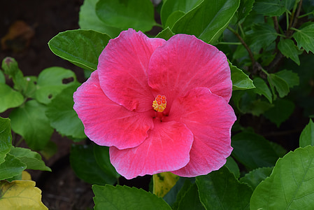hibiscus rosa-sinensis, flower, hibiscus, magenta